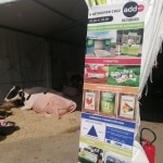 BACHE-FOIRE-2